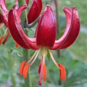 Red Man - floret